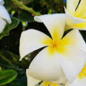 Meet your Posher, Enita